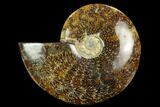 Polished Ammonite (Cleoniceras) Fossil - Madagascar #127209-1